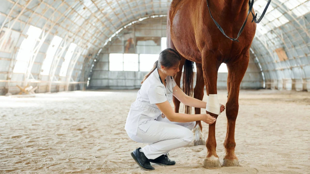 veterinarian treating wound on horse leg
