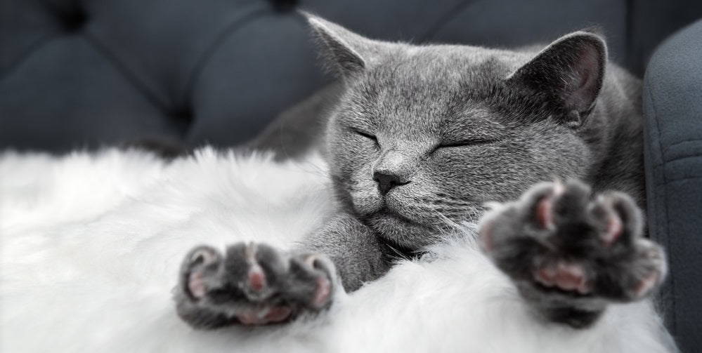 Grey cat stretching on a soft white blanket.