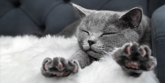 Grey cat stretching on a soft white blanket.
