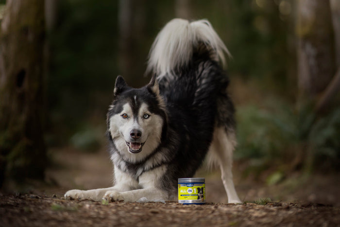 Husky with vetericyn product in woods