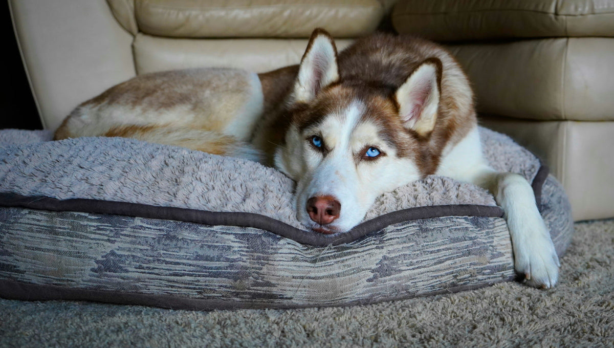 a husky laying on the dog bed