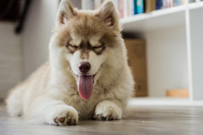 a young husky dog smiling with eyes closed