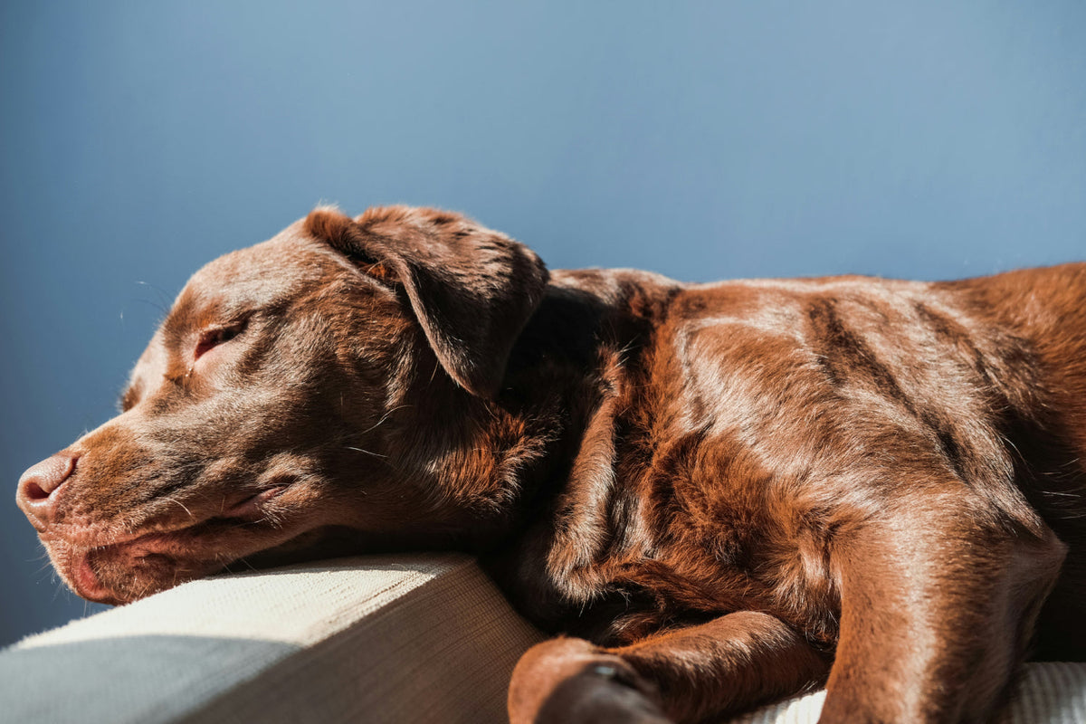 brown short coated dog lying on brown wooden  floor