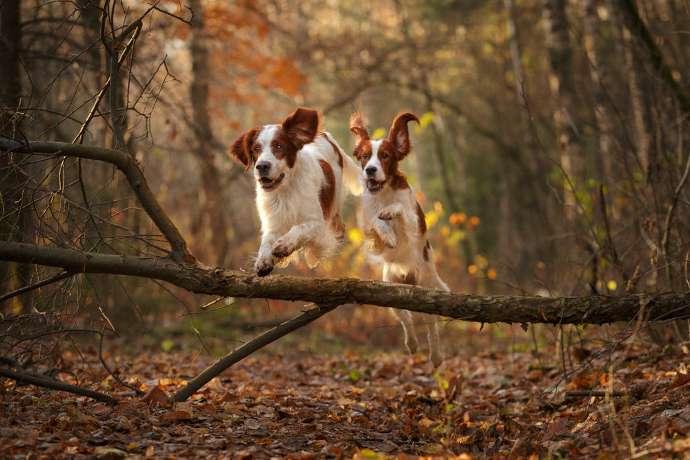 Symptoms of Hyperactivity in Dogs: Everything You Need to Know 