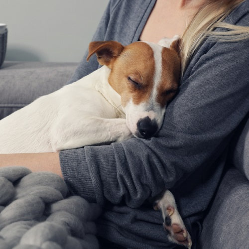 dog in lap 