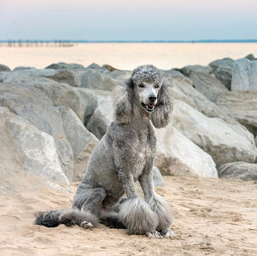 Understanding & Treating Poodle Skin Problems