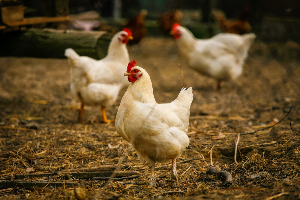 3 chickens in a coop
