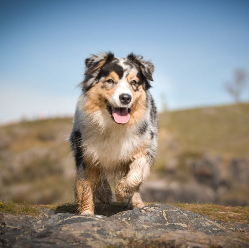 6 Most Common Australian Shepherd Health Issues