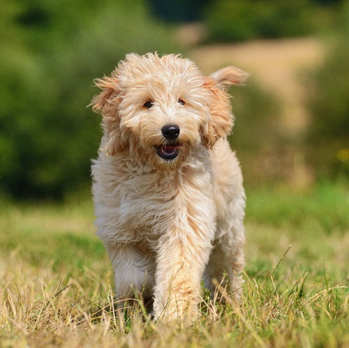 goldendoodle