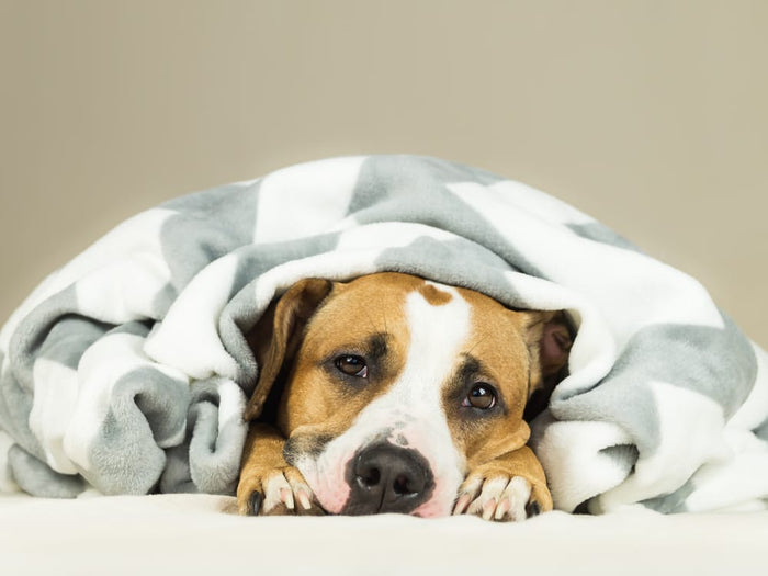 Signs and Symptoms of Dog Indigestion