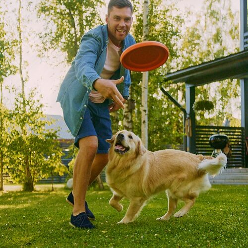 Can Collagen for Dogs Promote Joint Health and Mobility?