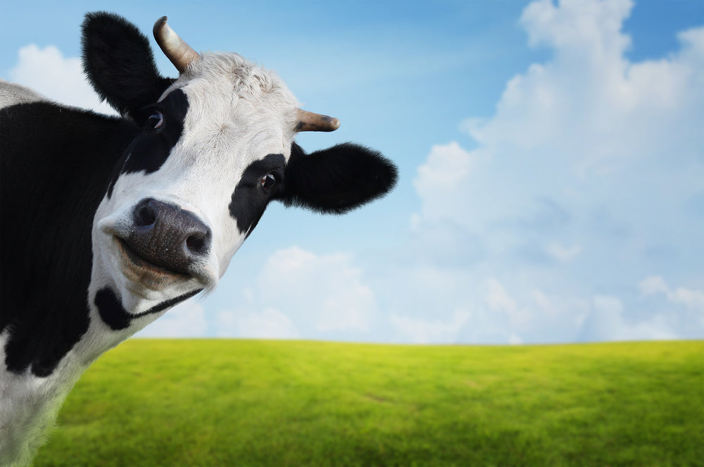 Stages of Pinkeye in Cattle