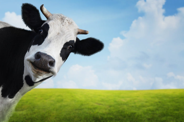 Stages of Pinkeye in Cattle
