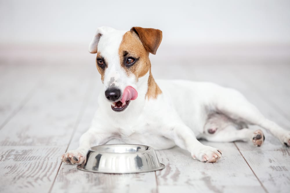 How Long Does it Take a Dog to Digest Food?