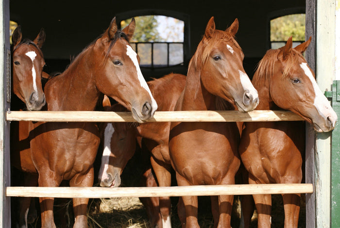 Horse Dermatitis: Symptoms, Treatment, and More