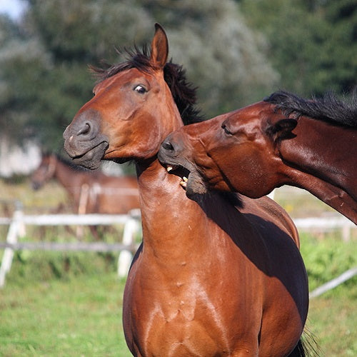 Addressing Biting in Horses: Causes, Solutions, and Wound Treatment