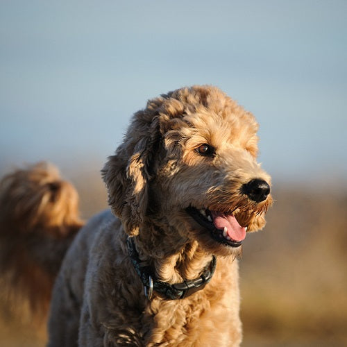 5 Most Common Goldendoodle Health Issues
