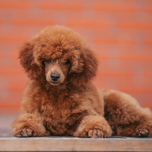 How Long Do Poodles Live? Tips For a Healthy Lifespan