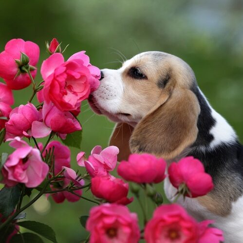 Beagle Lifespan: How Long Do Beagles Live?