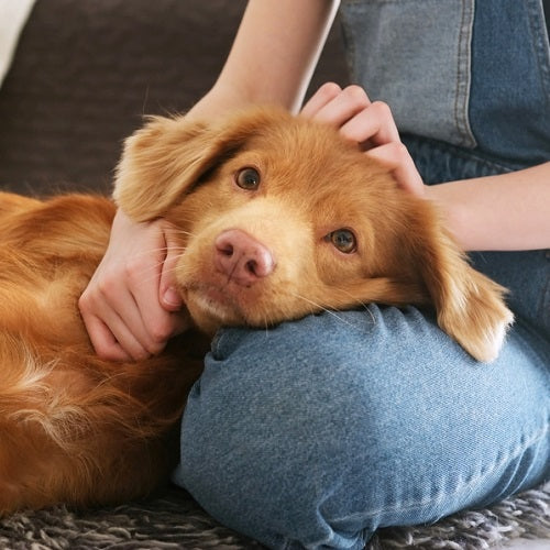 Dog on lap