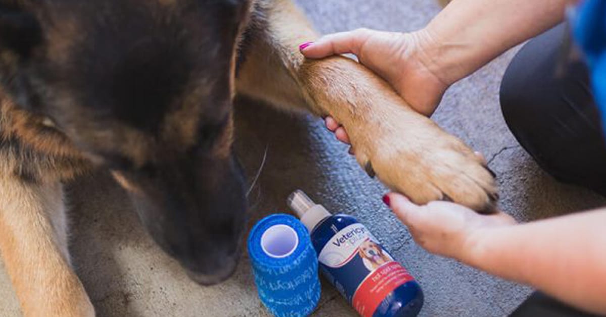 Applying hot spot spray to dog's skin