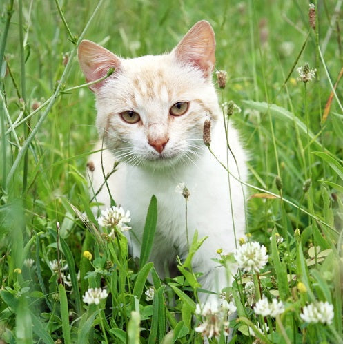 Cat in field 