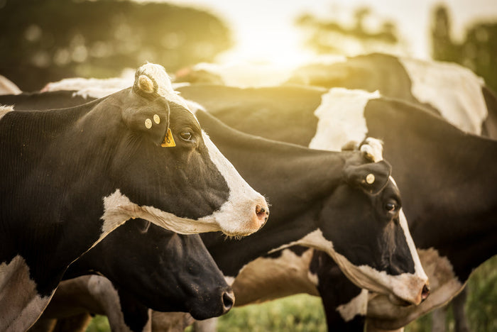 Five of the Most Common Wounds in Cattle
