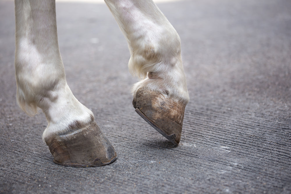 What Causes Seedy Toe in Horses?