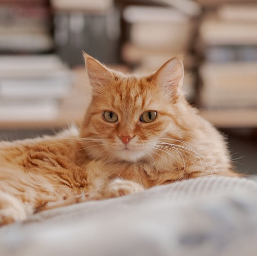 Why Is My Cat Scratching Its Ears? Common Causes and What to Do