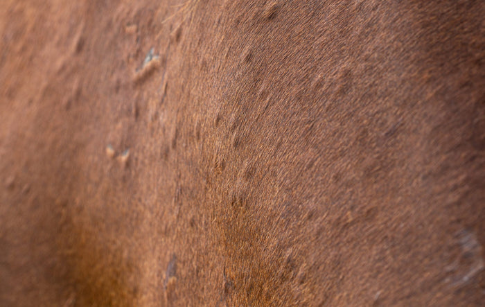 How to Treat Sweet Itch in Horses