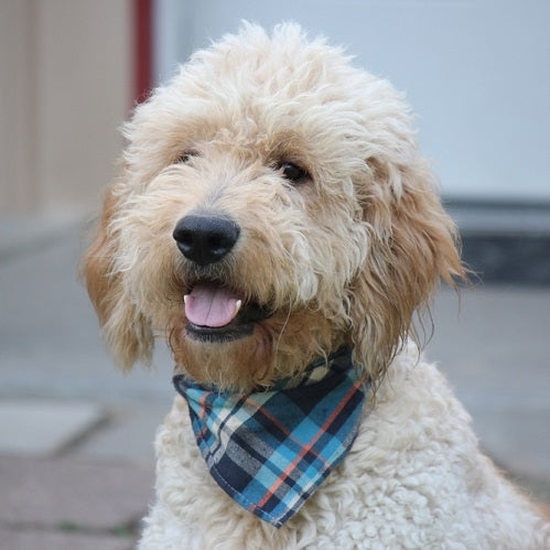 How to Care For Your Goldendoodle’s Eyes