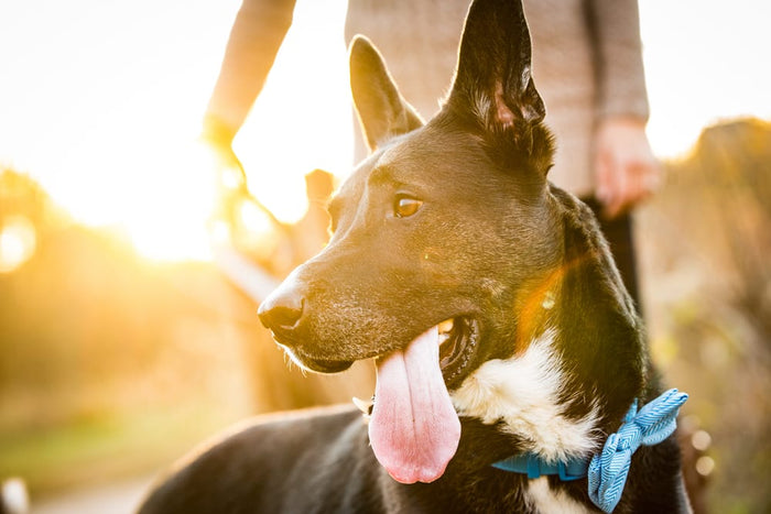 Importance of Antioxidants for Dogs