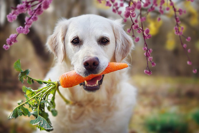 Signs and Symptoms of Dog Nutritional Deficiencies
