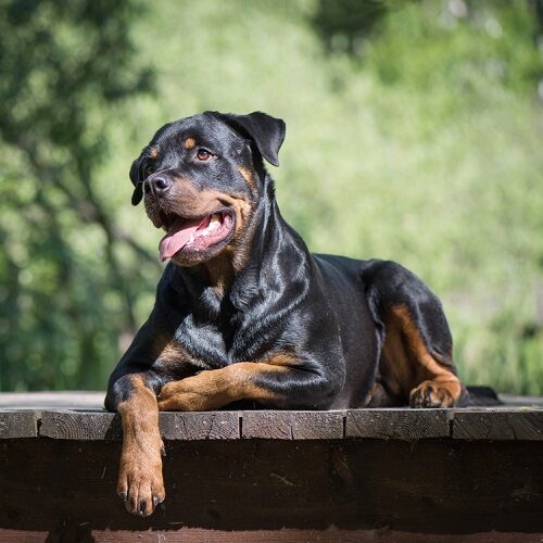 Recognizing Trouble: 5 Warning Signs of Hip Dysplasia in Dogs