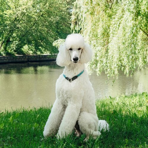 Hypoallergenic Breeds: Do Poodles Shed?