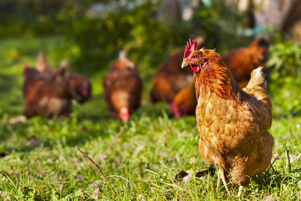 Preventing Bumblefoot in Chickens: Everything You Need to Know