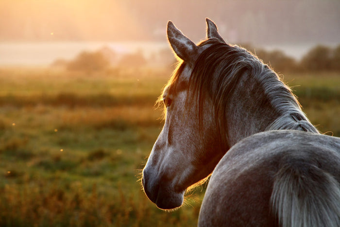 How to Treat Rain Rot on Horses: A Helpful Guide