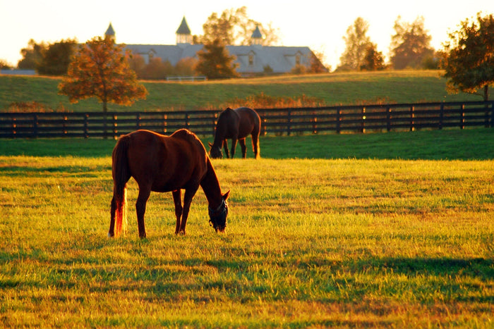 How to Treat Fungal Infection in Horses