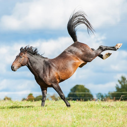 Dealing with Horse Kicks: Prevention and Treatment