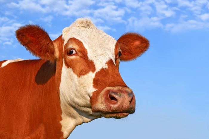 Corneal Ulcers and Lesions in Livestock: Everything You Need to Know