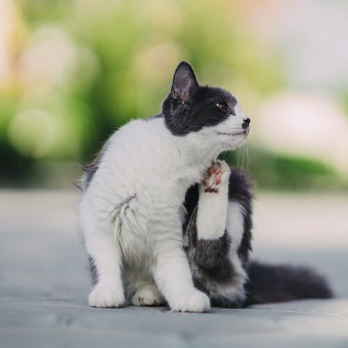 Why Is My Cat So Itchy? Causes, Symptoms, and Solutions