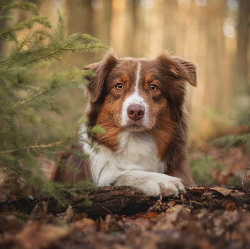 How to Check for Australian Shepherd Eye Problems
