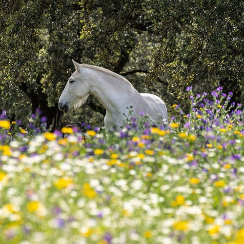 Allergies in Horses: An Owner’s Guide