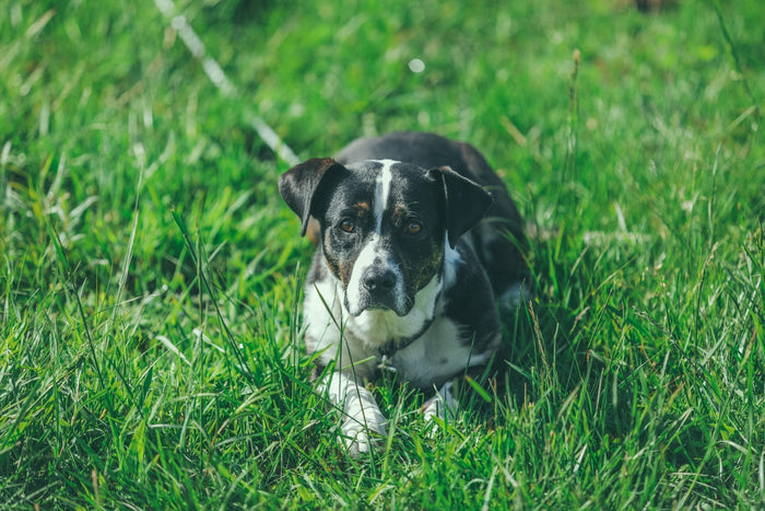 Signs of Hip Problems in Dogs