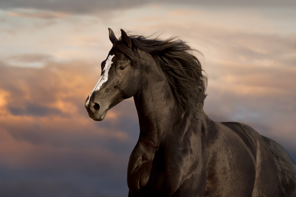 Horsefly Bite Treatment: A Helpful Guide