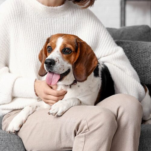Beagle Health Issues: What Every Owner Should Know