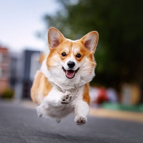 The Benefits of Chondroitin for Dogs: Supporting Joint Health