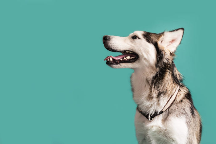 Why Too Much Supplementation Can Be Toxic to Your Dog