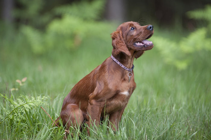 What Are the Signs of Constipation in Dogs?