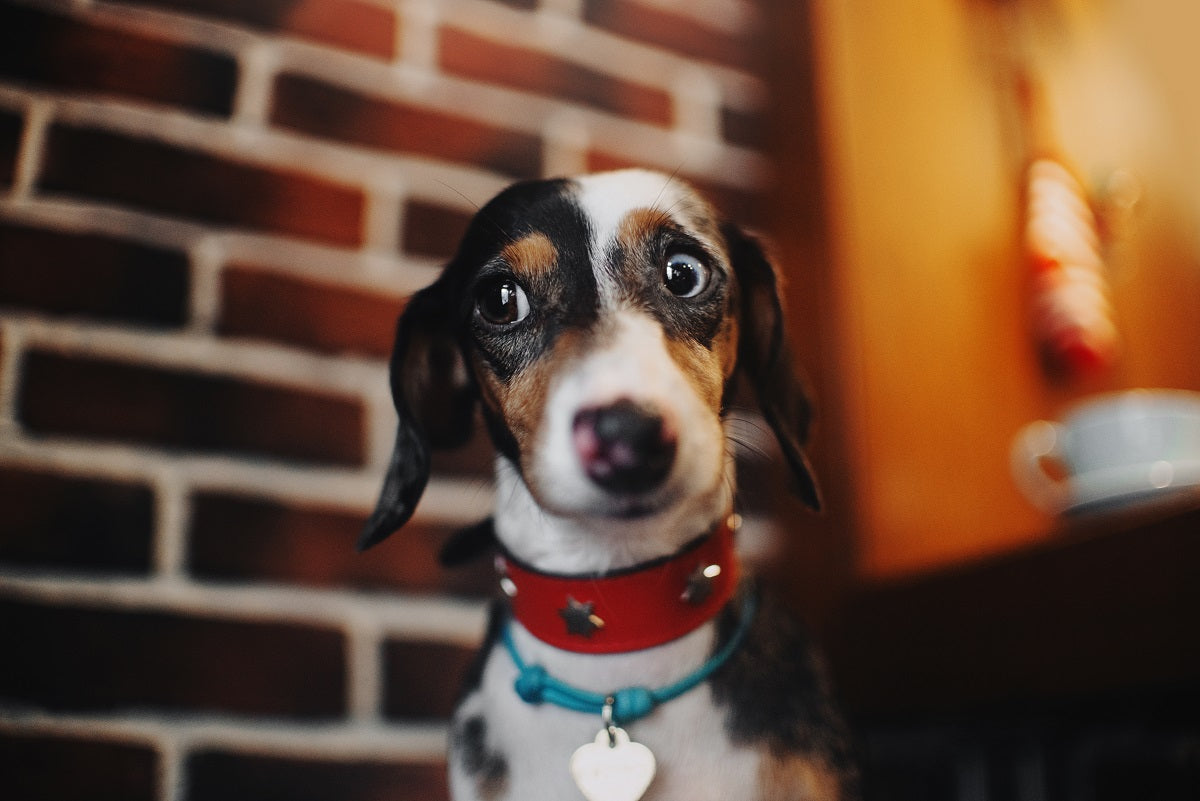 How To Stop Dog Flatulence